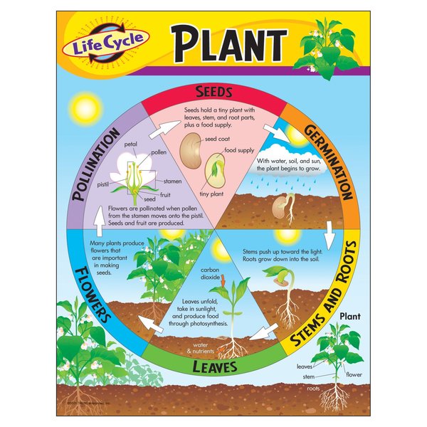 Trend Enterprises Life Cycle of a Plant Learning Chart, 17in x 22in T38179